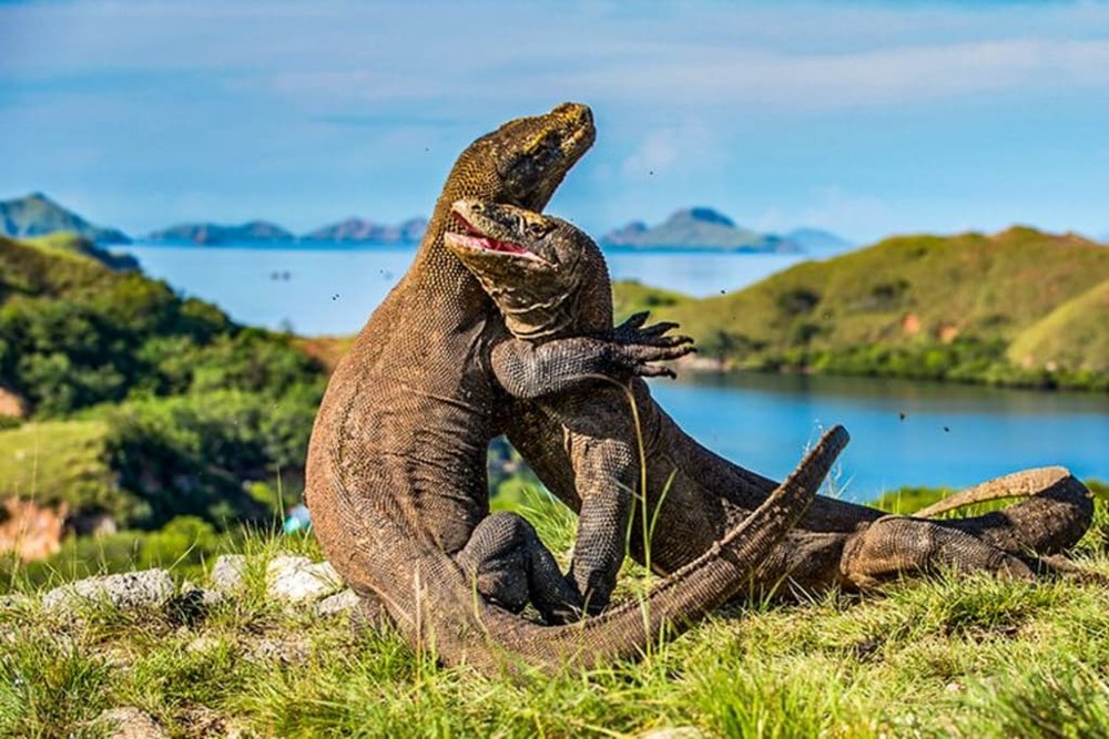 Komodo Island-Indonesia